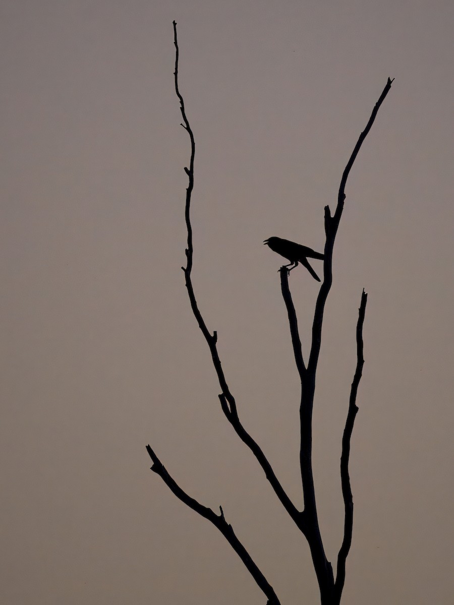 Torresian Crow - ML646393165