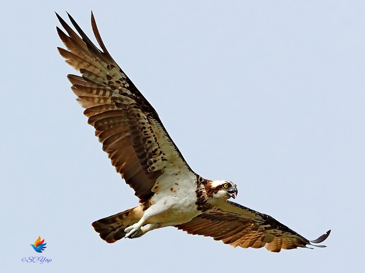 Osprey - ML646393166