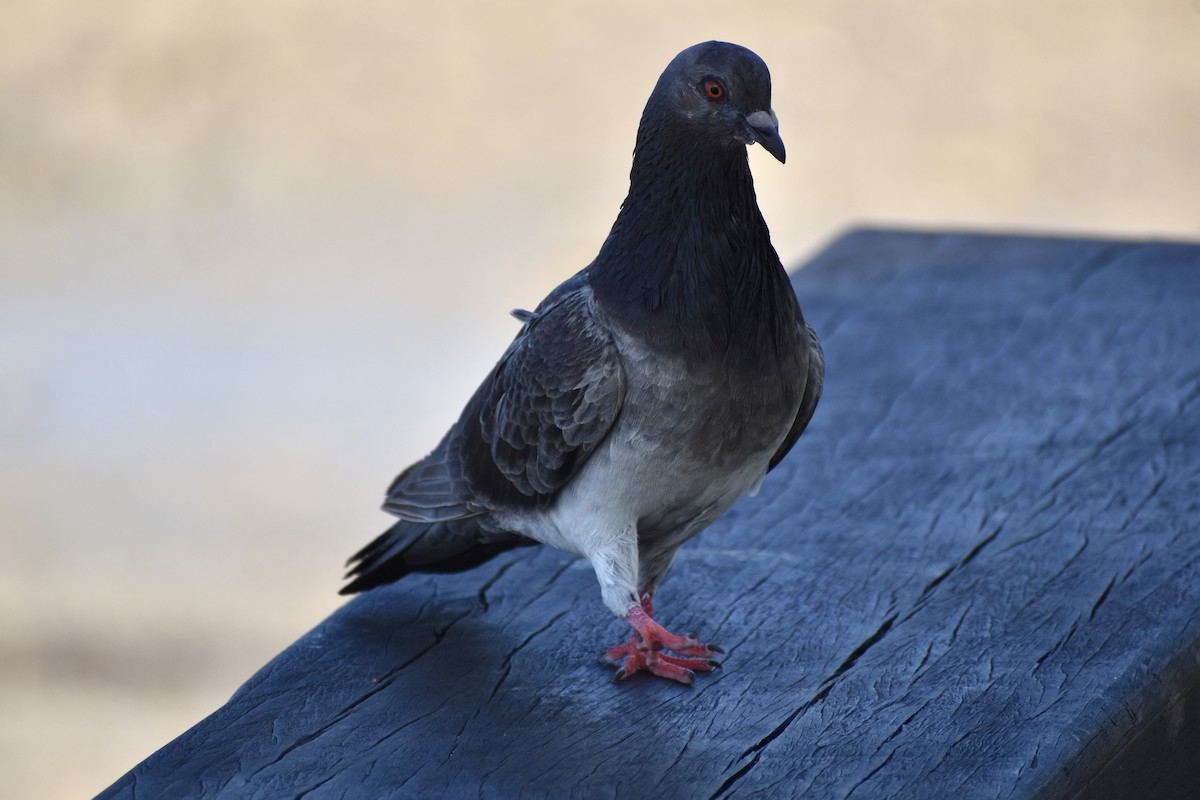 Rock Pigeon (Feral Pigeon) - ML646393167