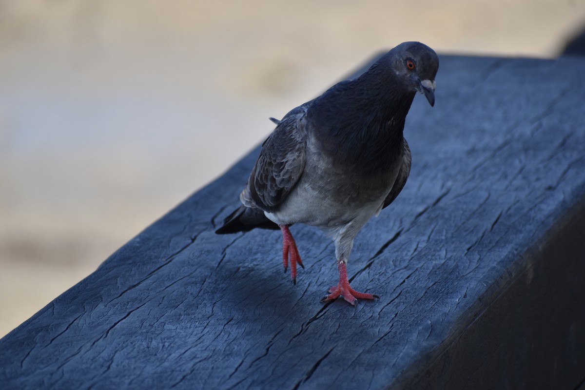 Rock Pigeon (Feral Pigeon) - ML646393168