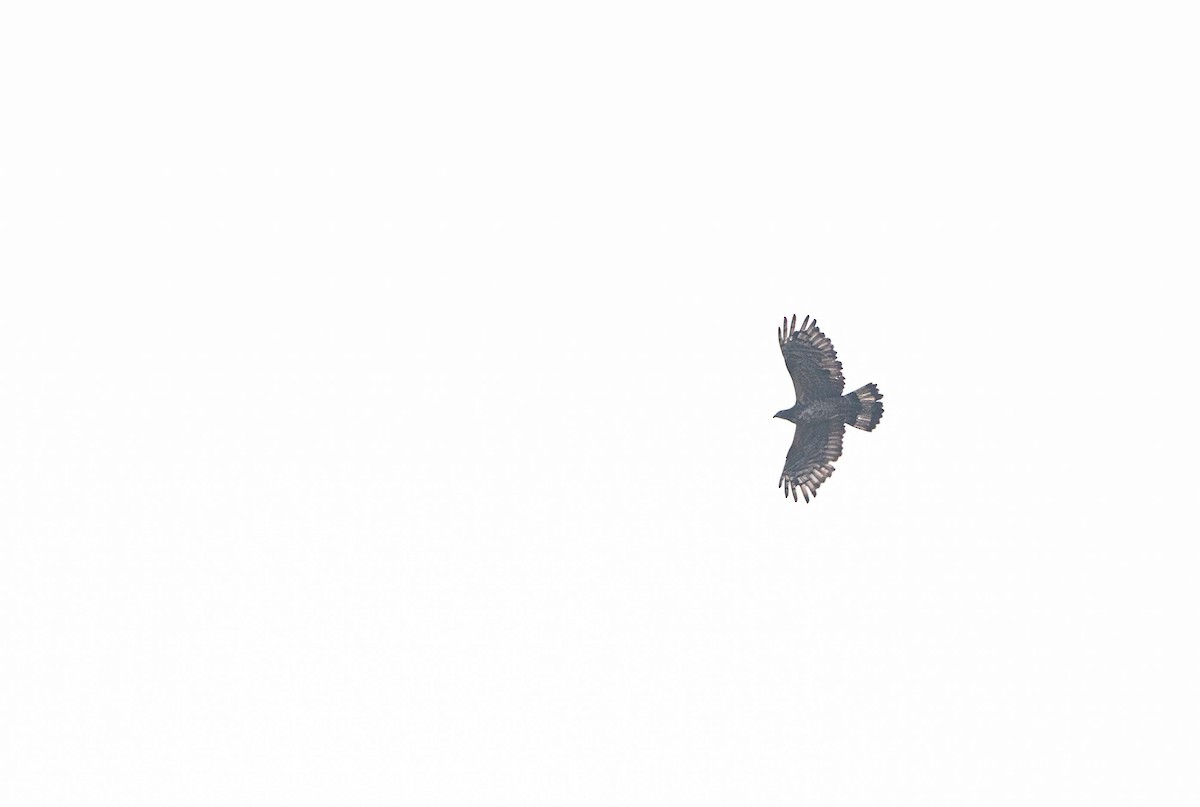 Oriental Honey-buzzard (Indomalayan) - ML646393169