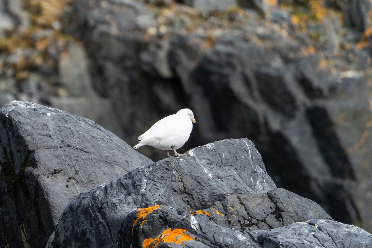 Snowy Sheathbill - ML646393170