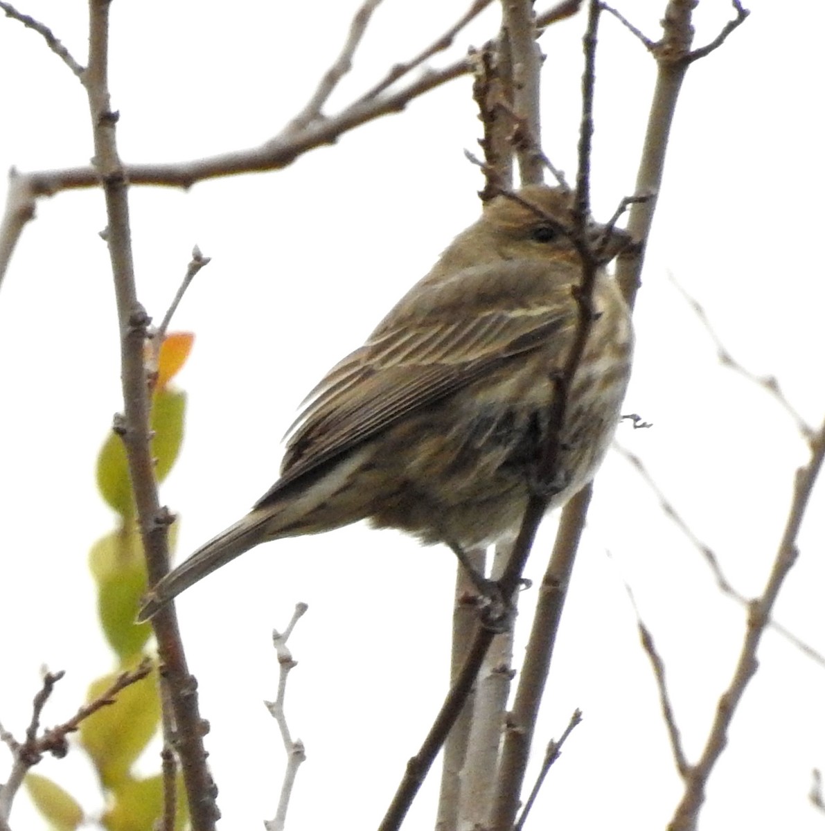 House Finch (Common) - ML646393175