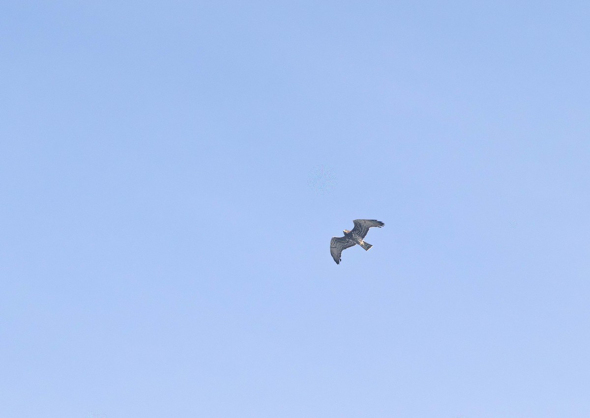 Short-toed Snake-Eagle - ML646393176