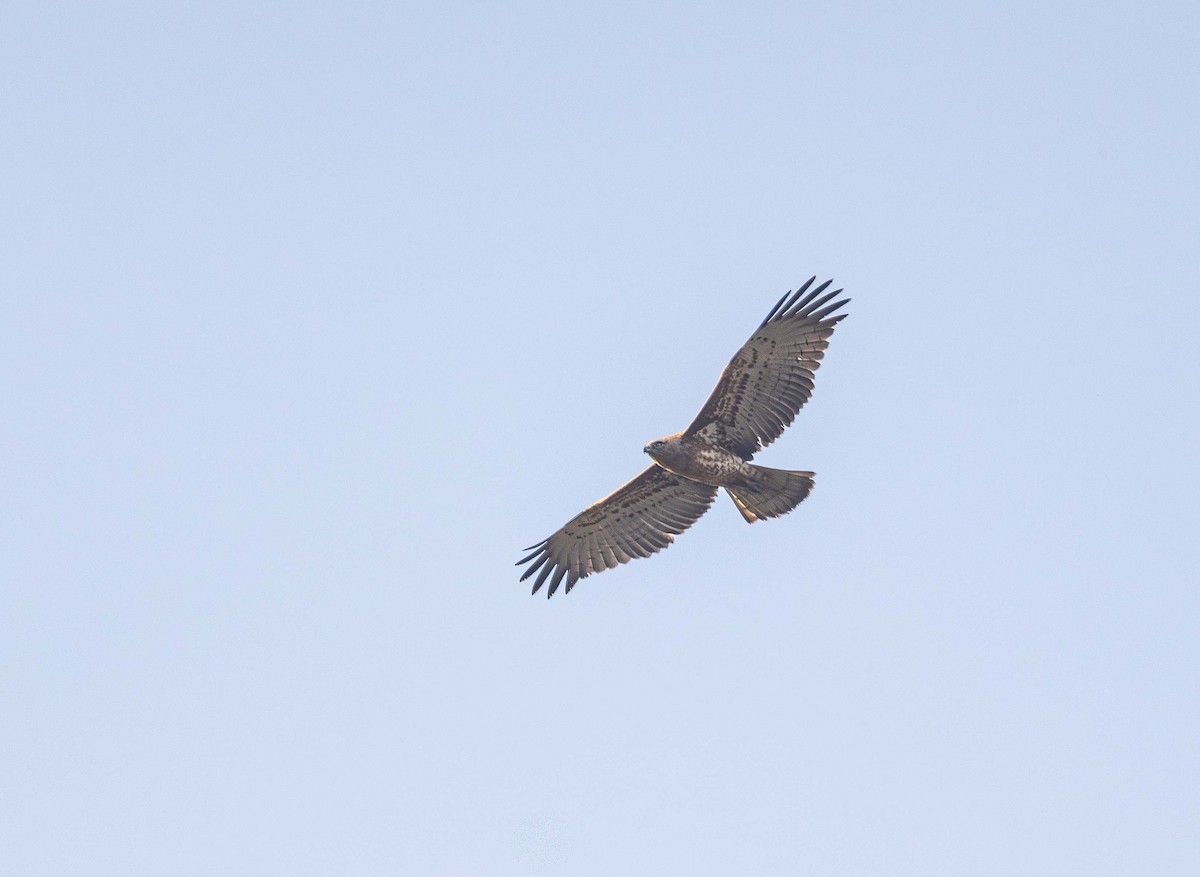 Short-toed Snake-Eagle - ML646393177