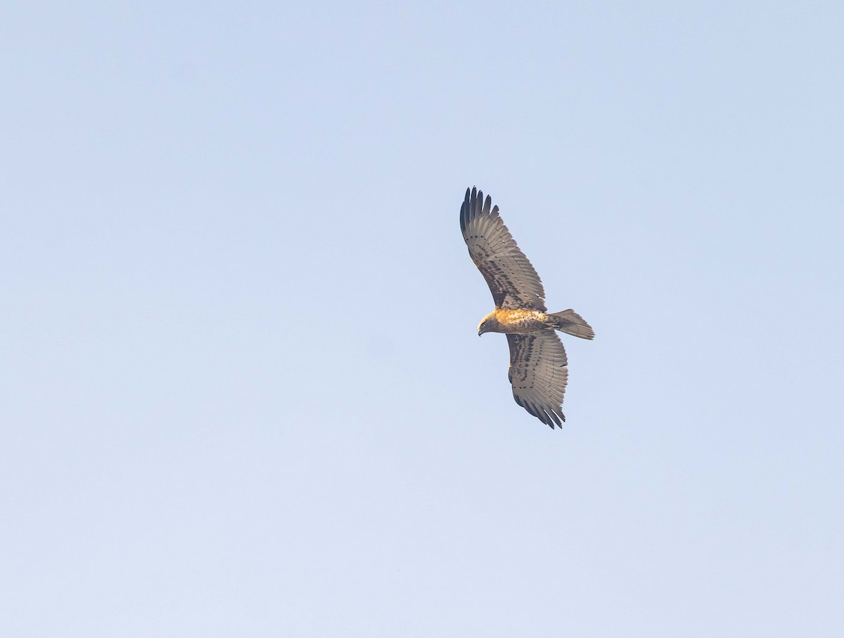 Short-toed Snake-Eagle - ML646393178