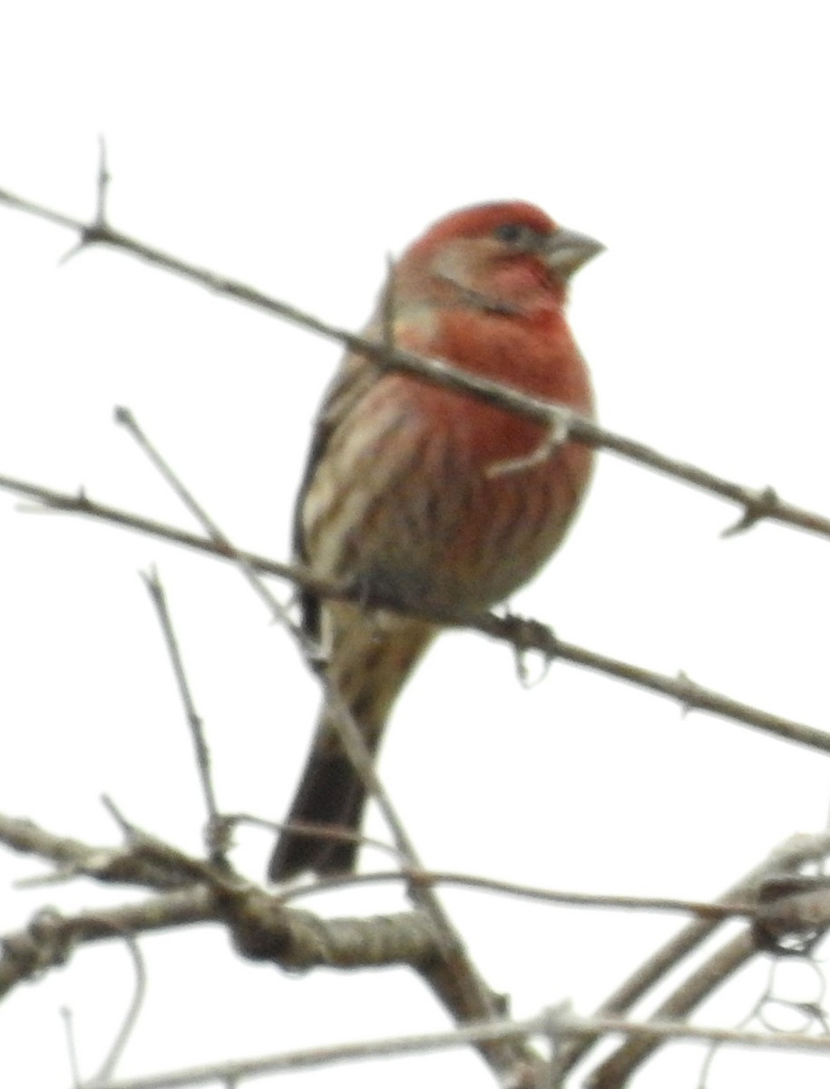 House Finch (Common) - ML646393180