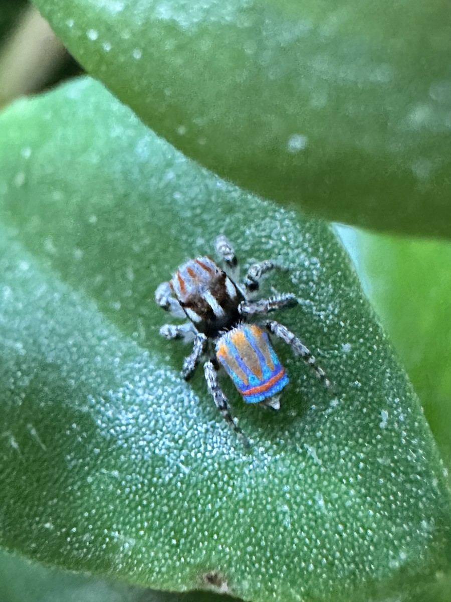 Tasmanian Peacock Spider - ML646393181