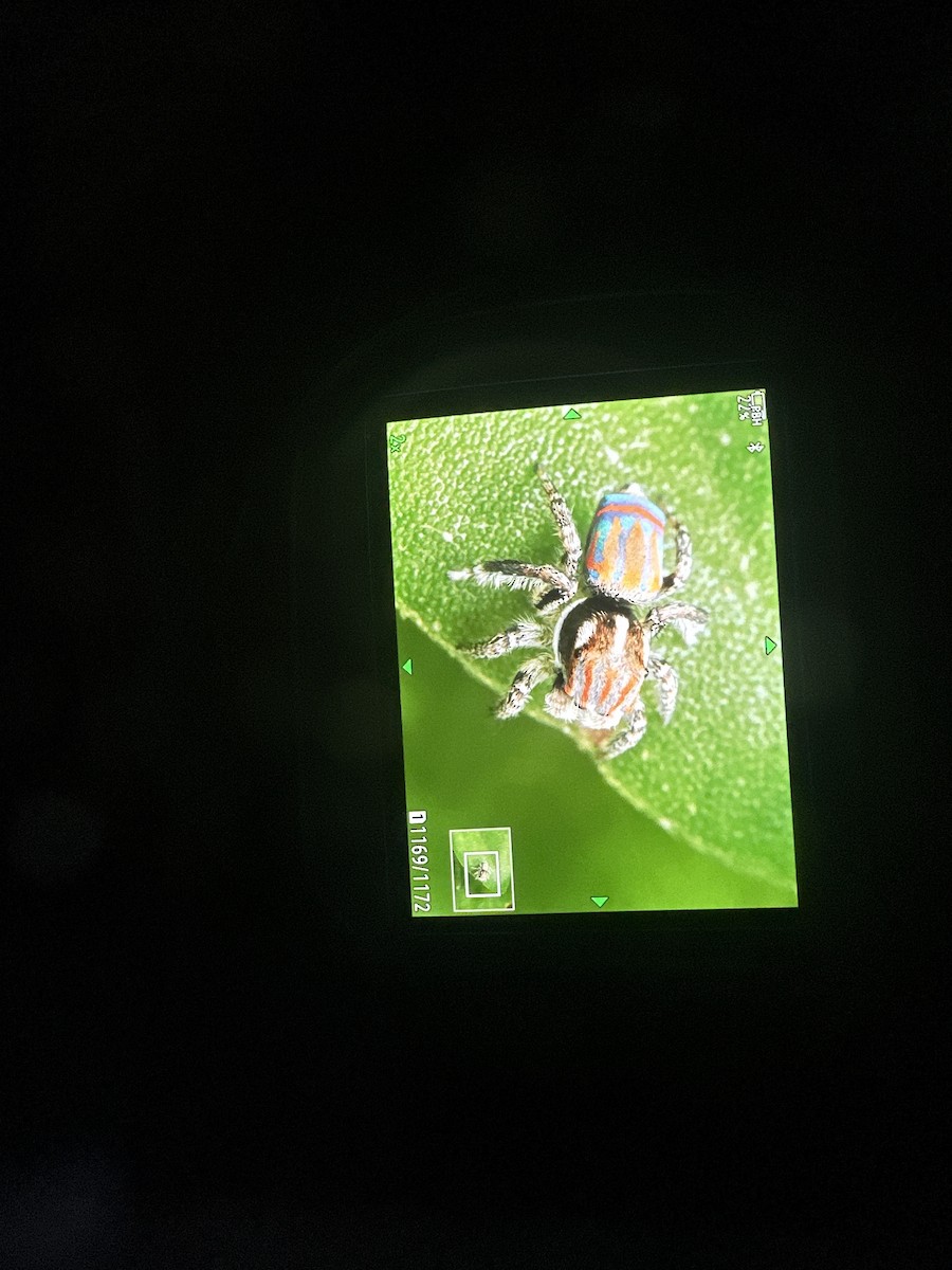 Tasmanian Peacock Spider - ML646393182