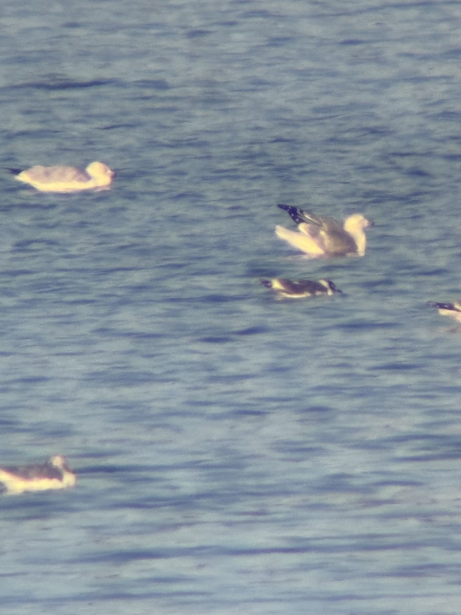 Franklin's Gull - ML646393189
