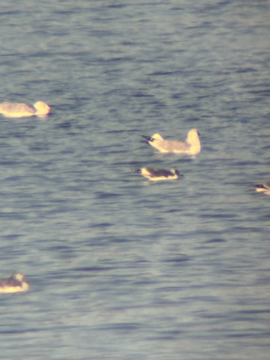 Franklin's Gull - ML646393190