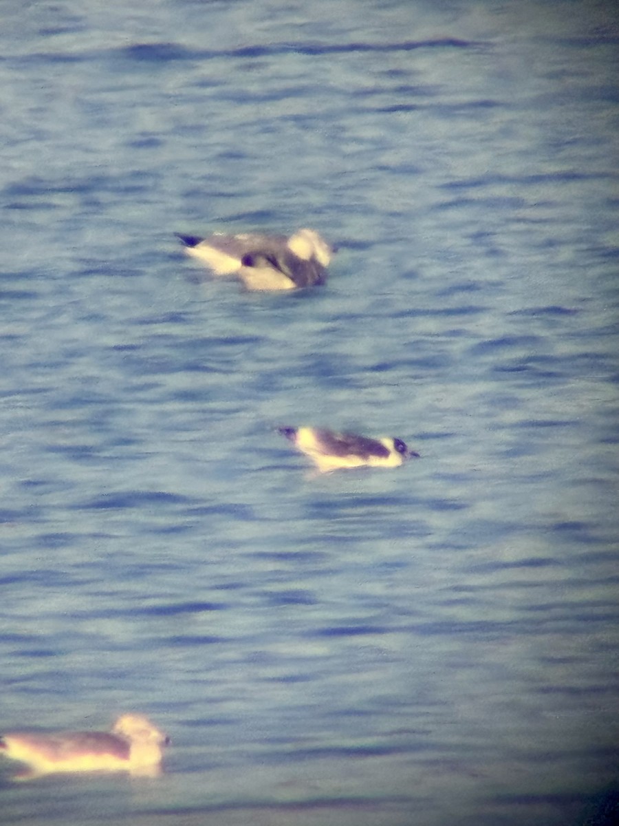 Franklin's Gull - ML646393191