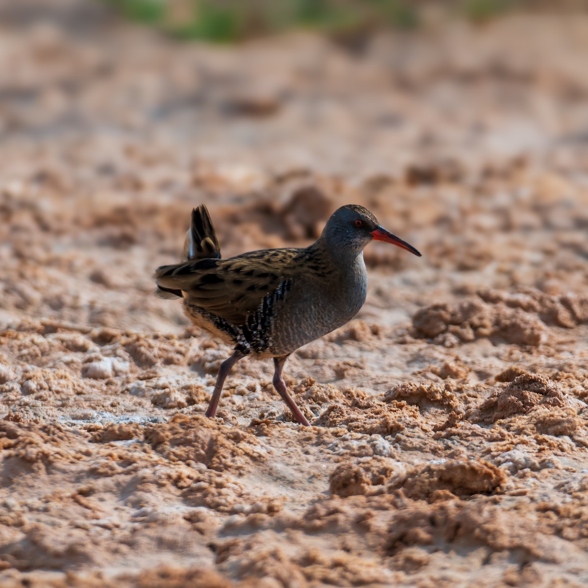 Water Rail - ML646393193