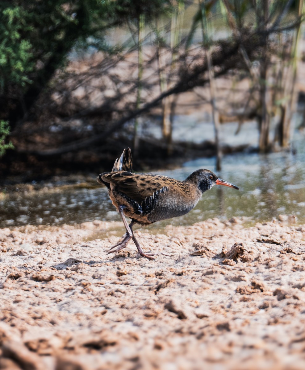 Water Rail - ML646393194