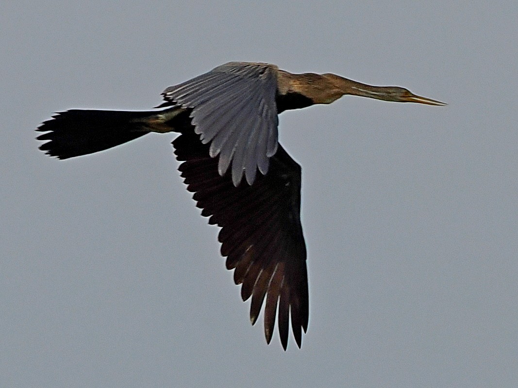 Oriental Darter - ML646393195