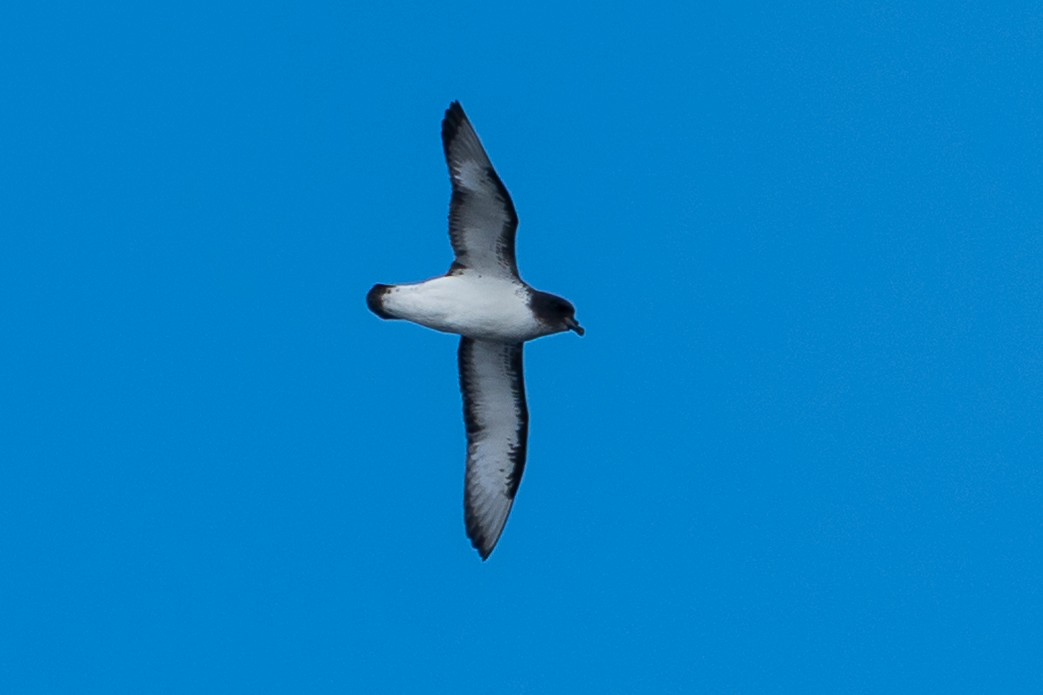 Pintado Petrel - ML646393196