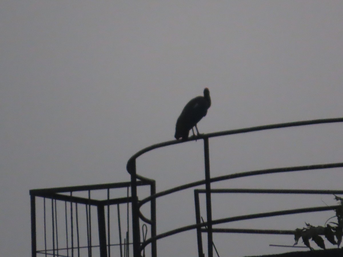 Red-naped Ibis - ML646393197