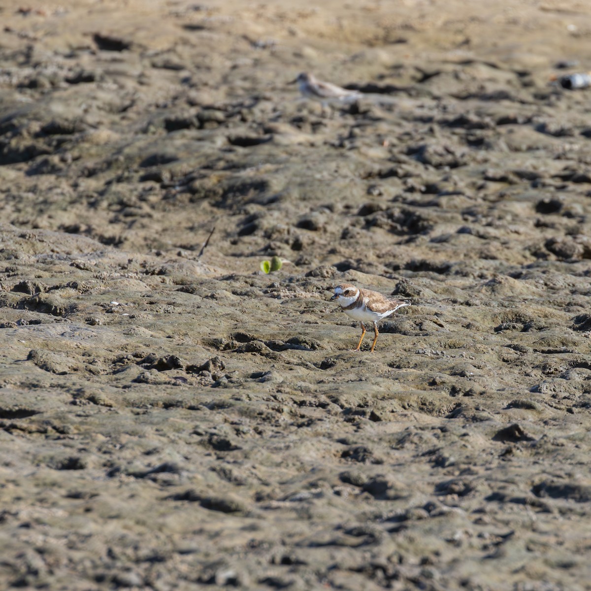 Semipalmated Plover - ML646393198