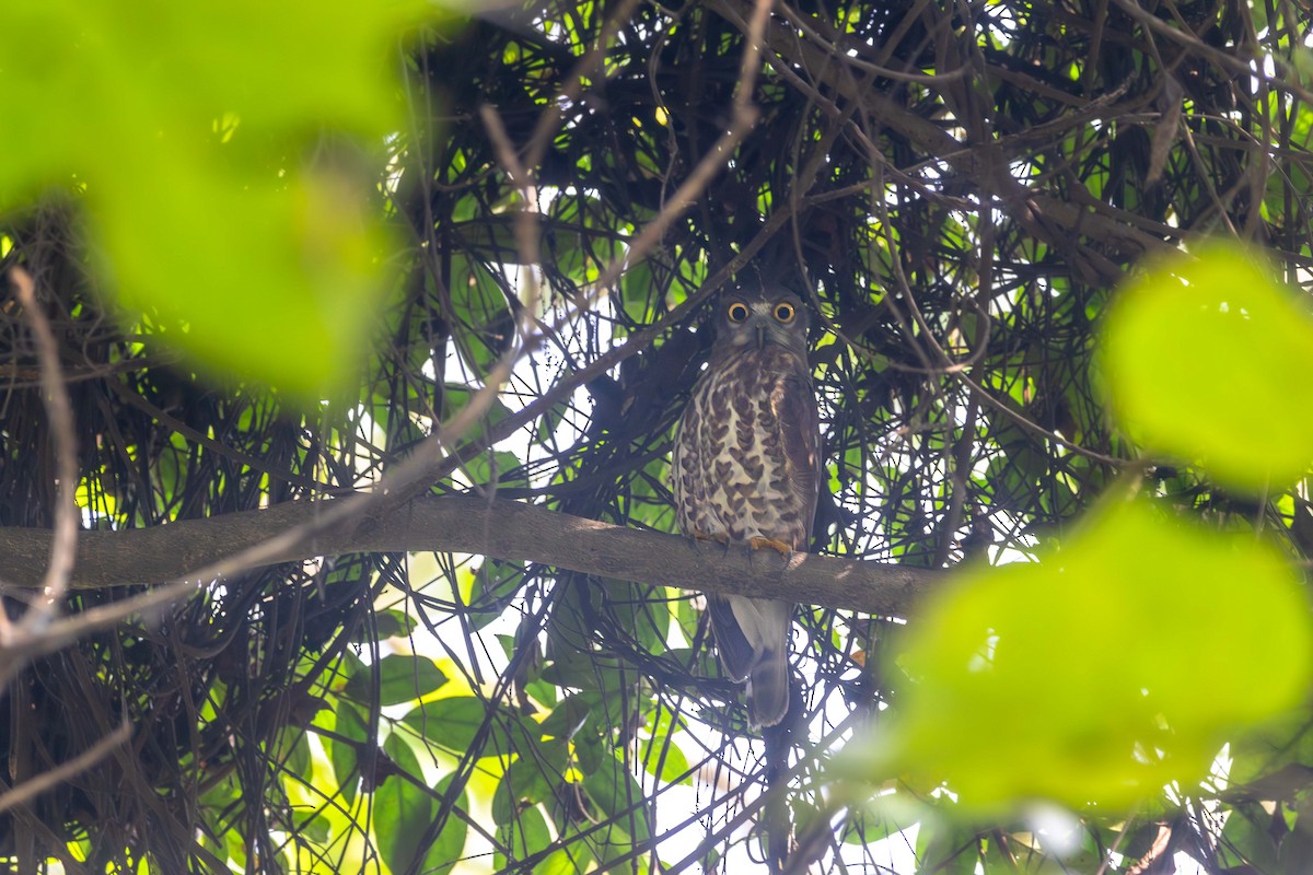 Brown Boobook - ML646393199