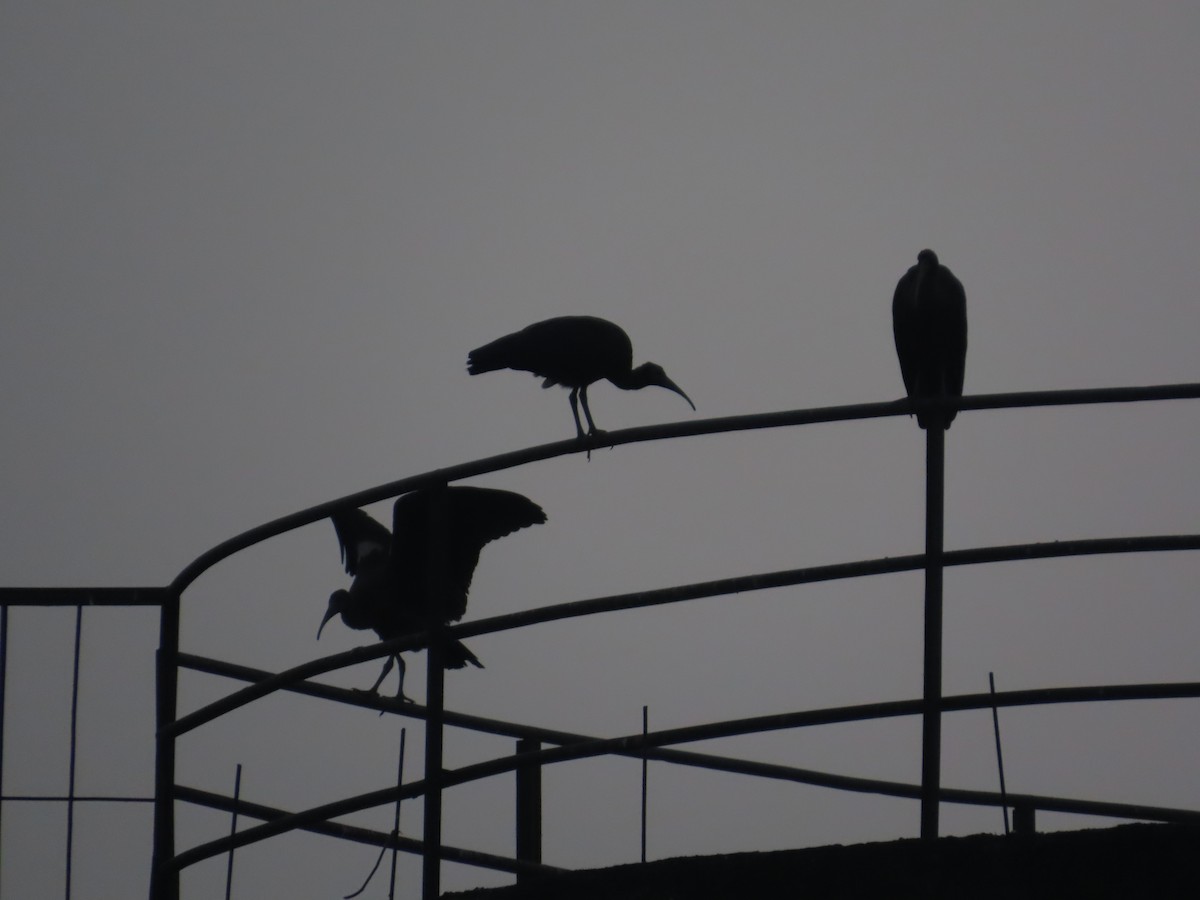 Red-naped Ibis - ML646393203