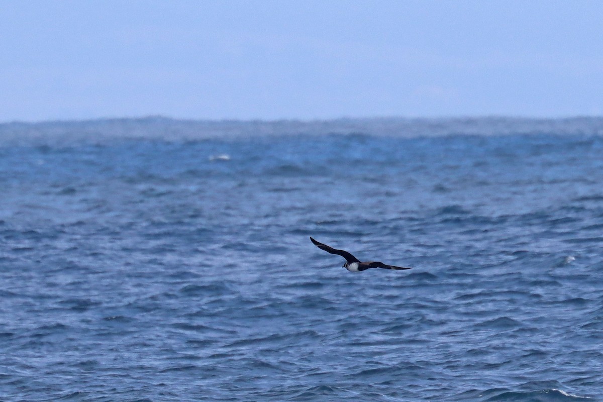 Бэсрэг хайлгана - ML646393204