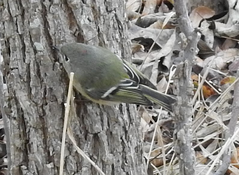 Ruby-crowned Kinglet - ML646393205