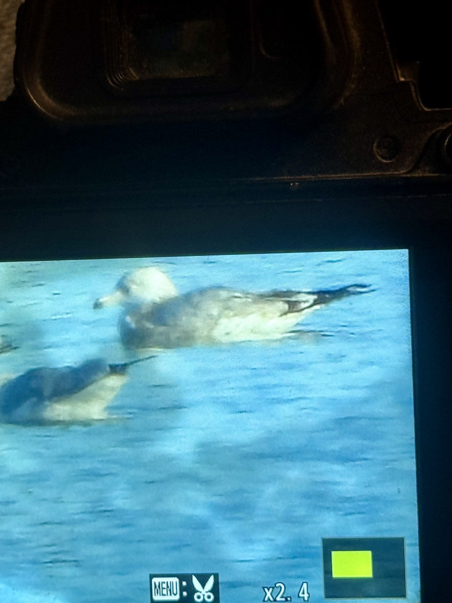 Möwe, unbestimmt - ML646393206