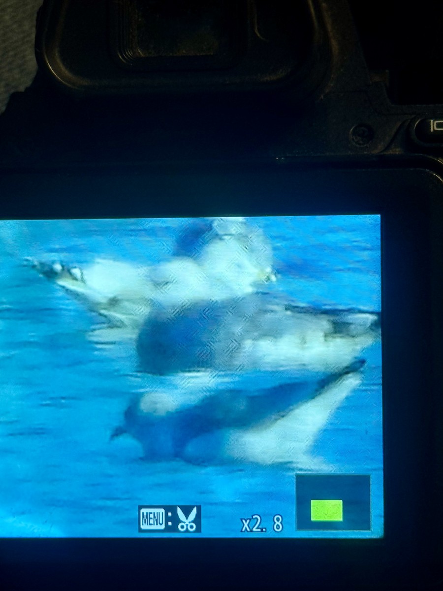 Möwe, unbestimmt - ML646393207