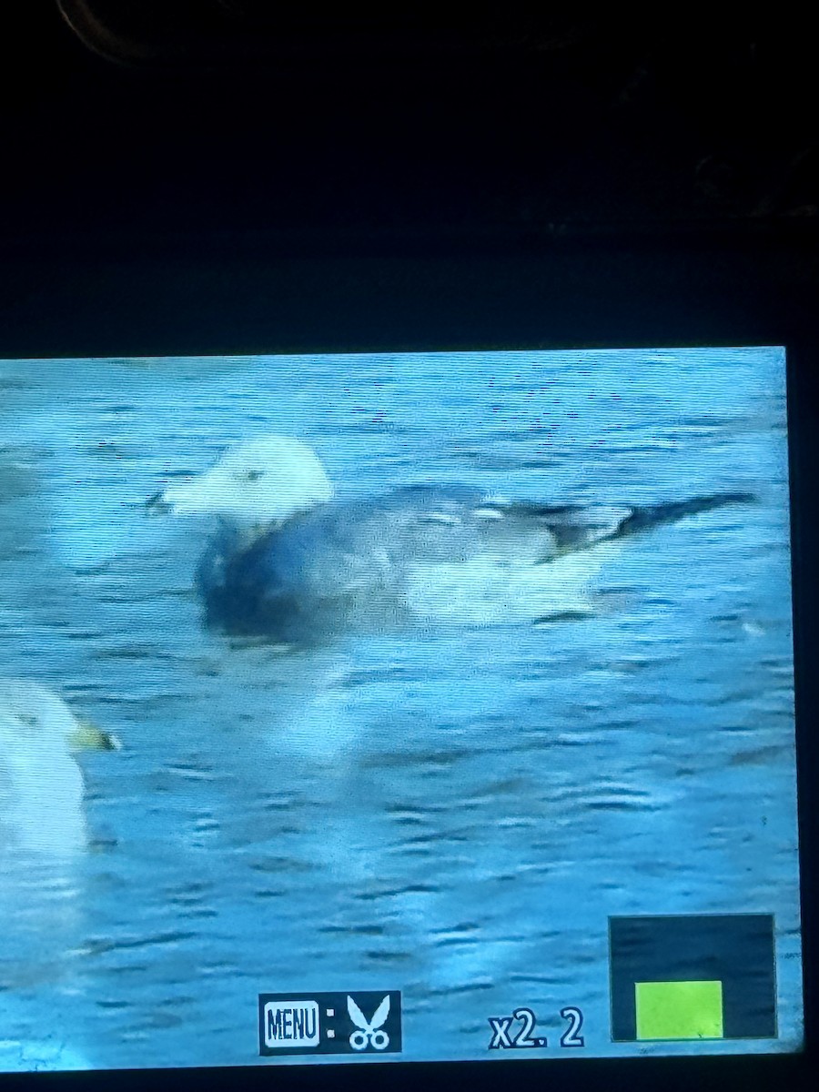 Möwe, unbestimmt - ML646393208