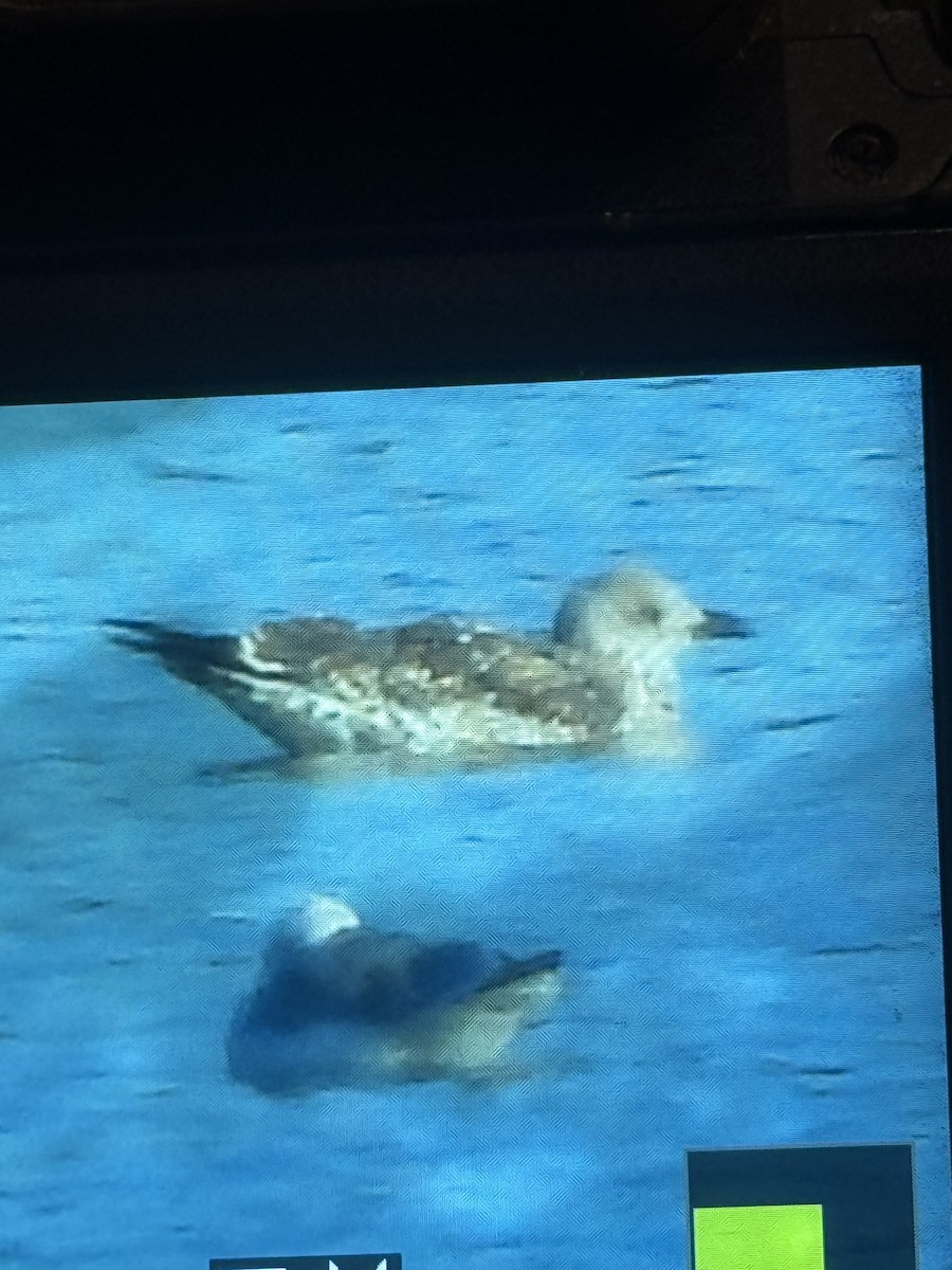 Möwe, unbestimmt - ML646393209