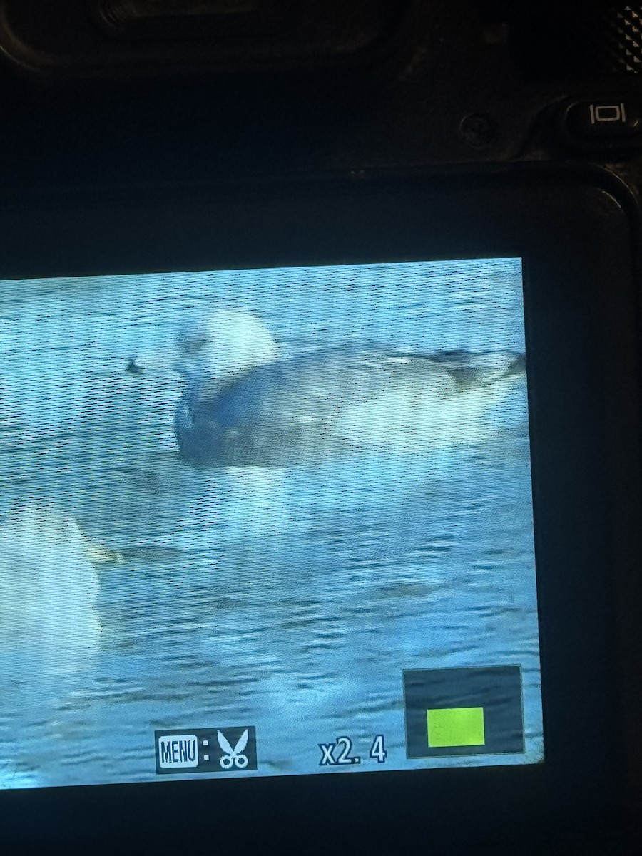 Möwe, unbestimmt - ML646393210