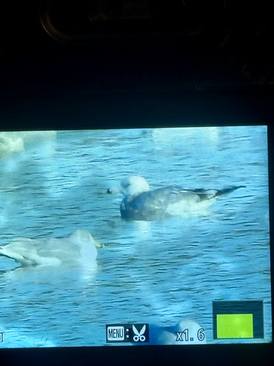 Möwe, unbestimmt - ML646393211