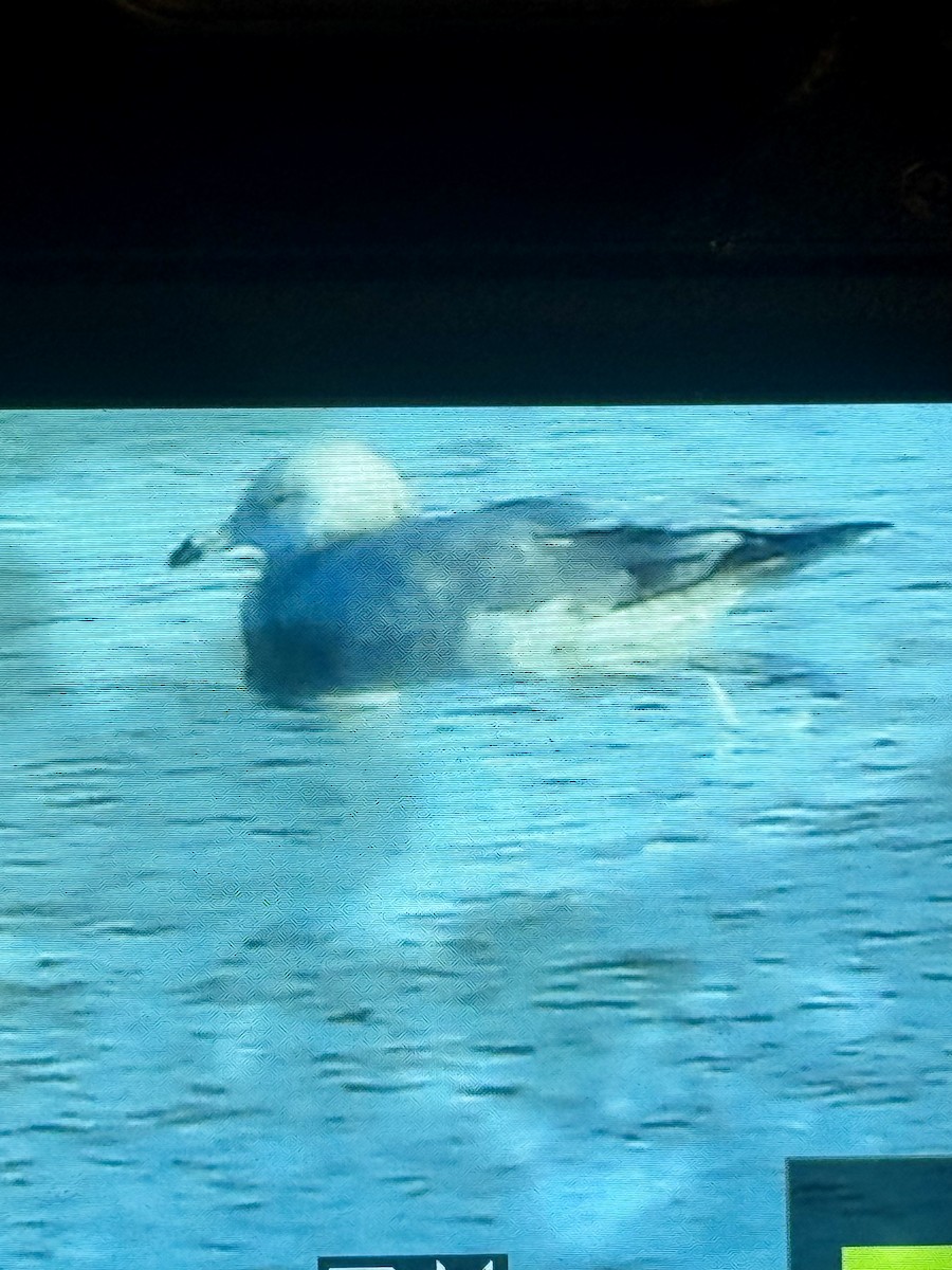 Möwe, unbestimmt - ML646393212