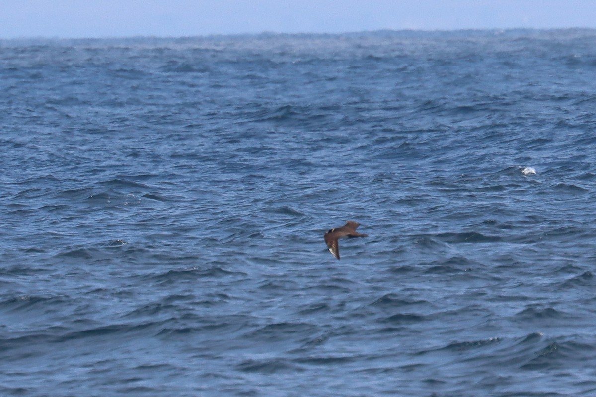 Бэсрэг хайлгана - ML646393214