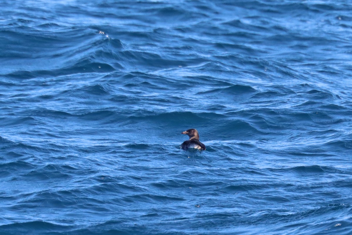 Rhinoceros Auklet - ML646393223