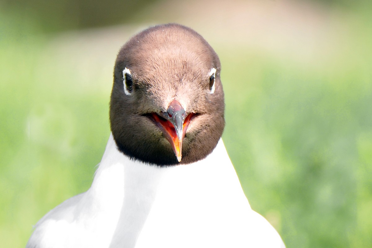 Хүрэн толгойт цахлай - ML646393224