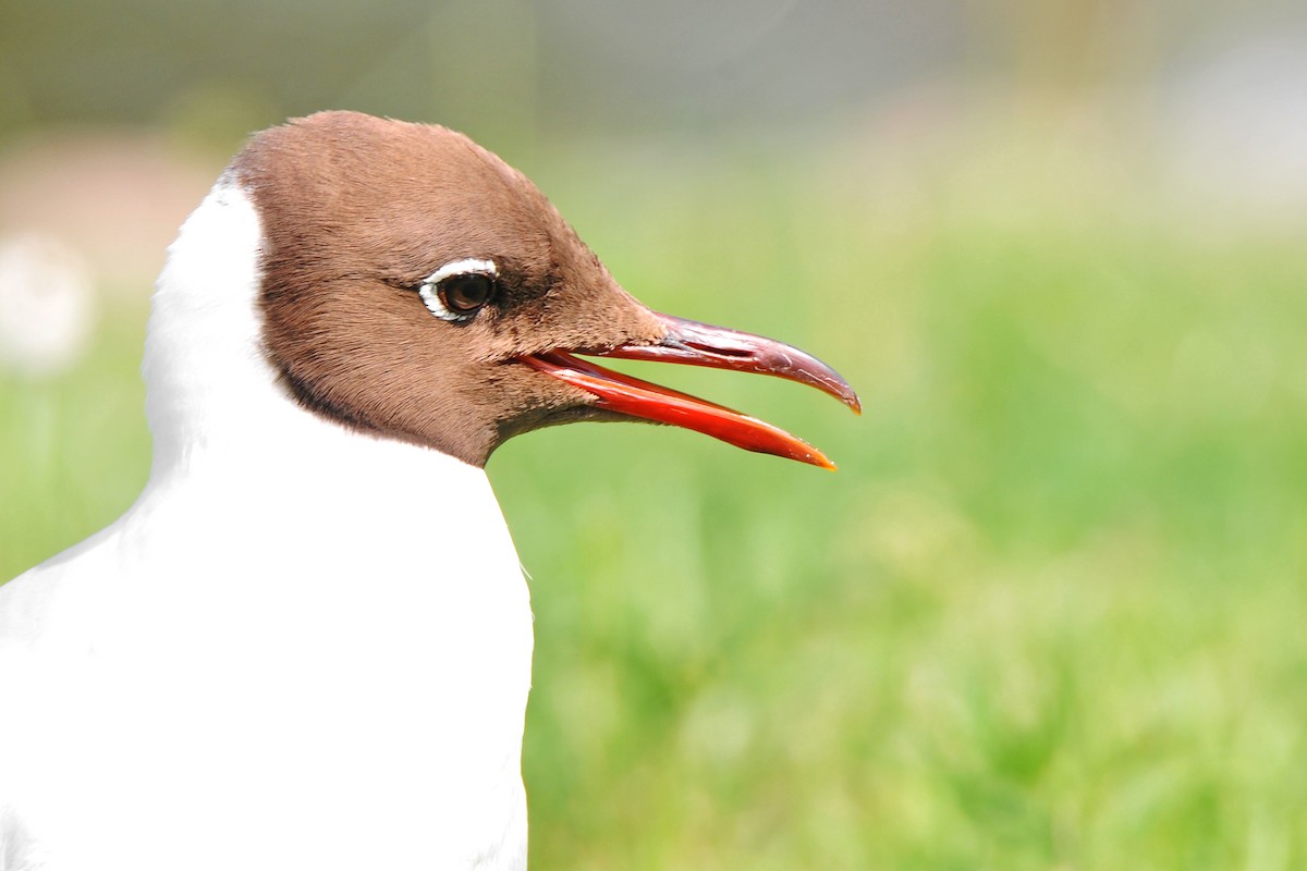 Хүрэн толгойт цахлай - ML646393225