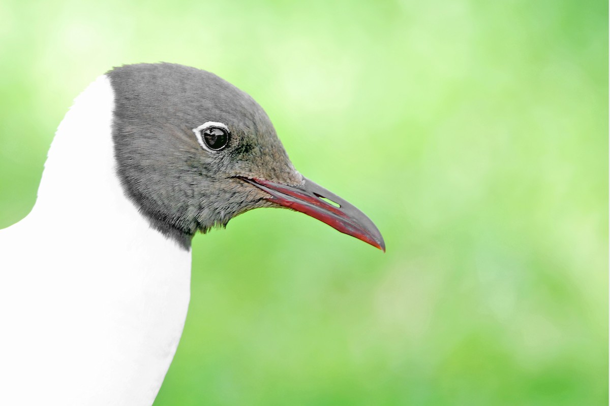 Хүрэн толгойт цахлай - ML646393226