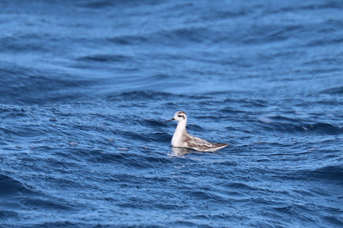 Улаан сэлээхэй - ML646393234