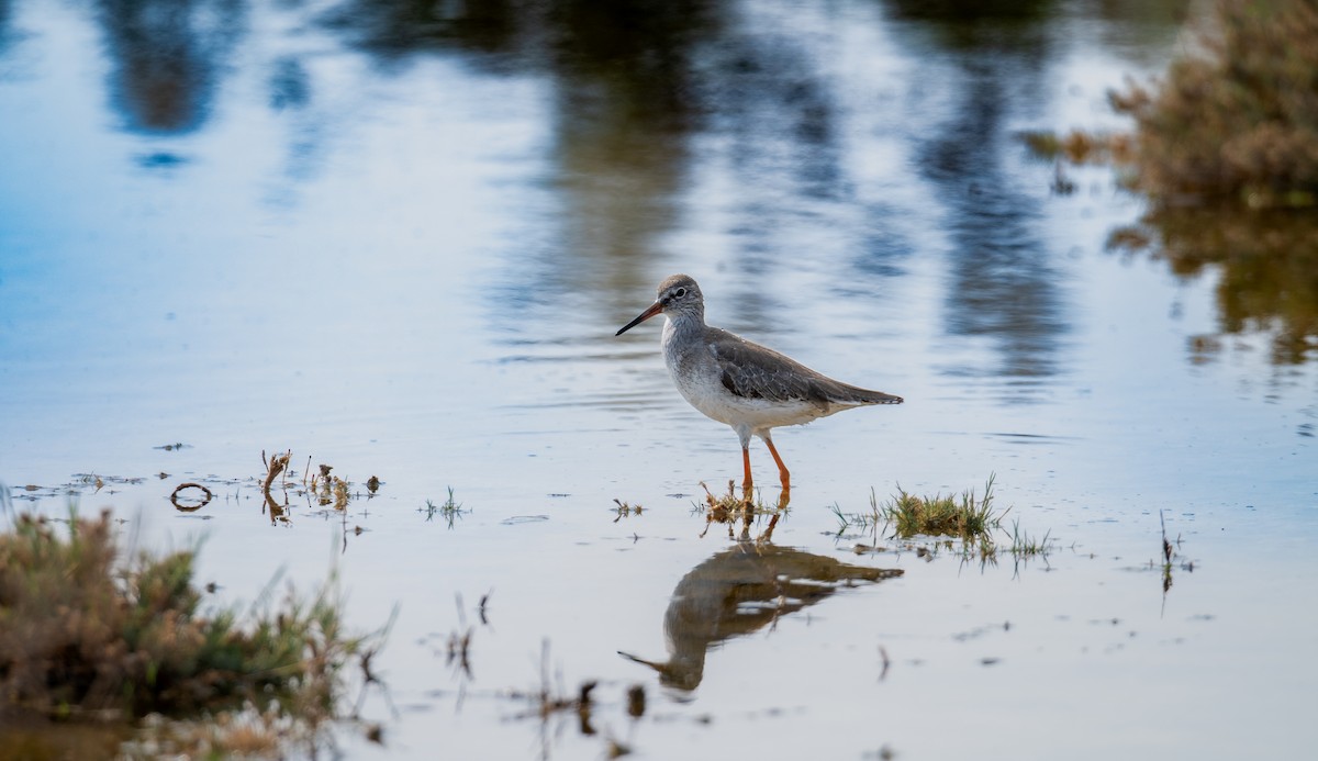 Common Redshank - ML646393236