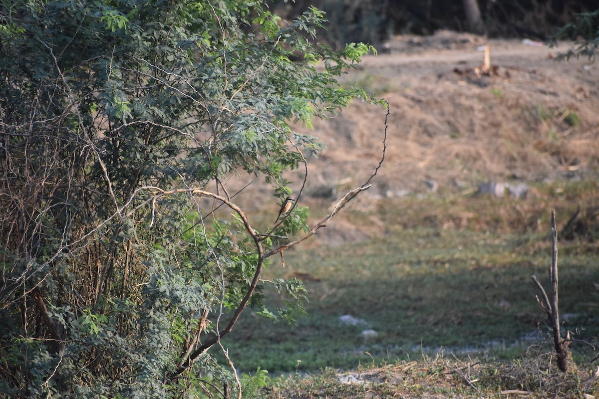 Brown Shrike - ML646393240