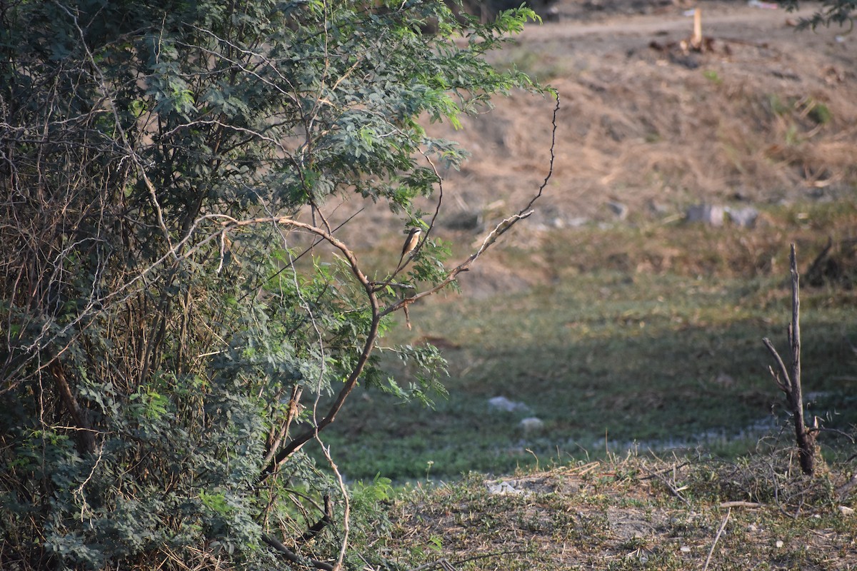 Brown Shrike - ML646393241