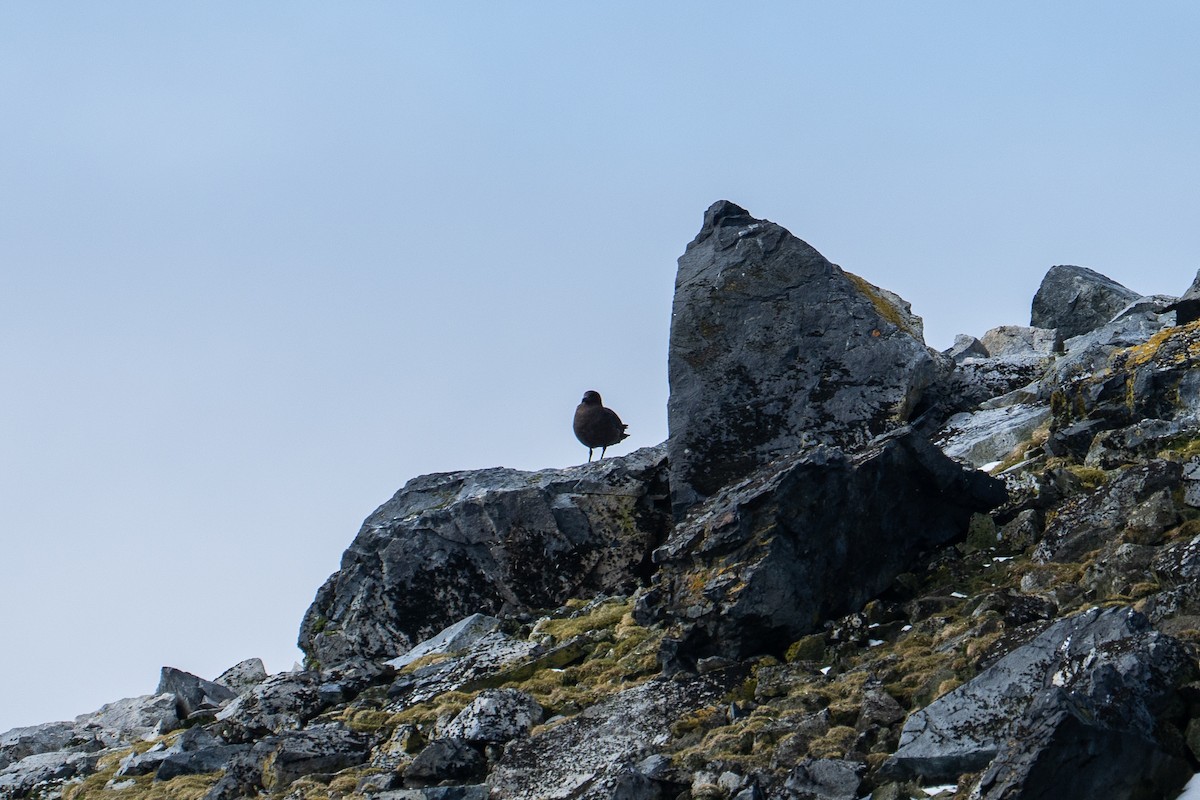 Brown Skua - ML646393244