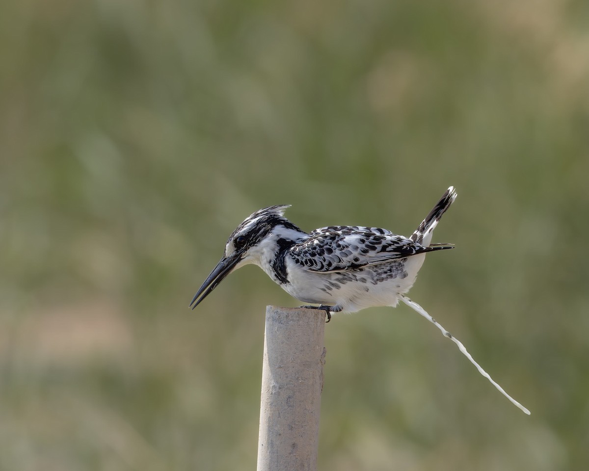 Pied Kingfisher - ML646393247