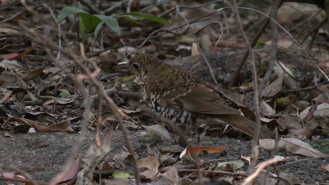 Russet-tailed Thrush - ML646393248