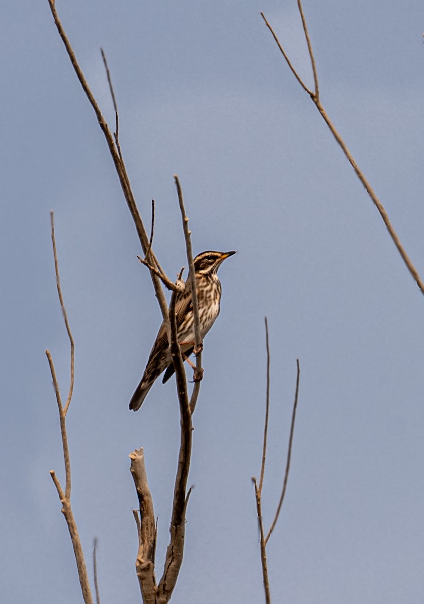 Redwing - ML646393249