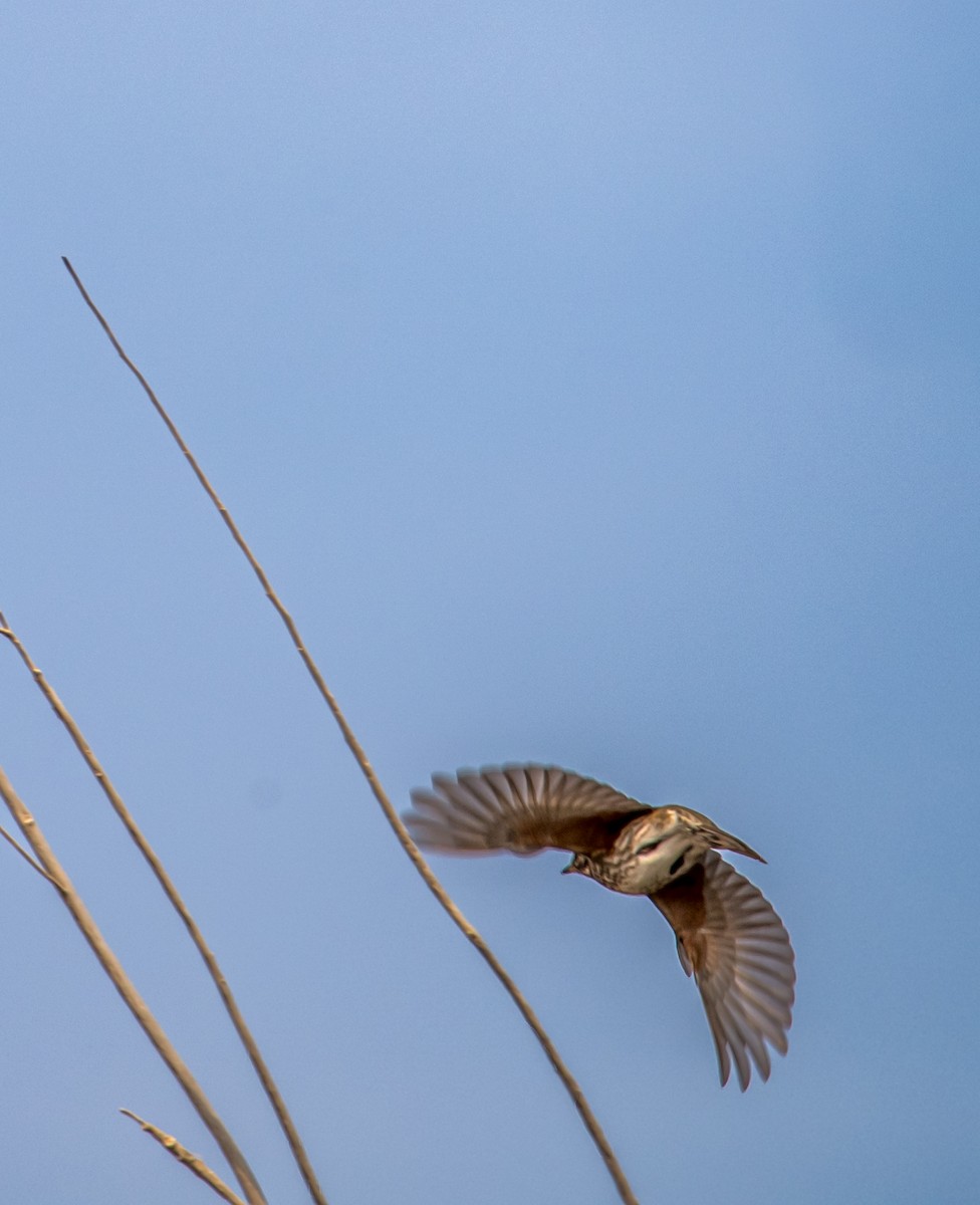 Redwing - ML646393250