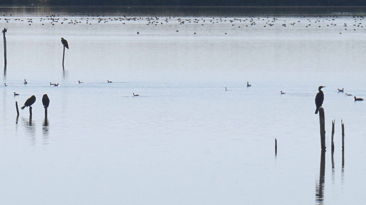 Great Cormorant - ML646393253