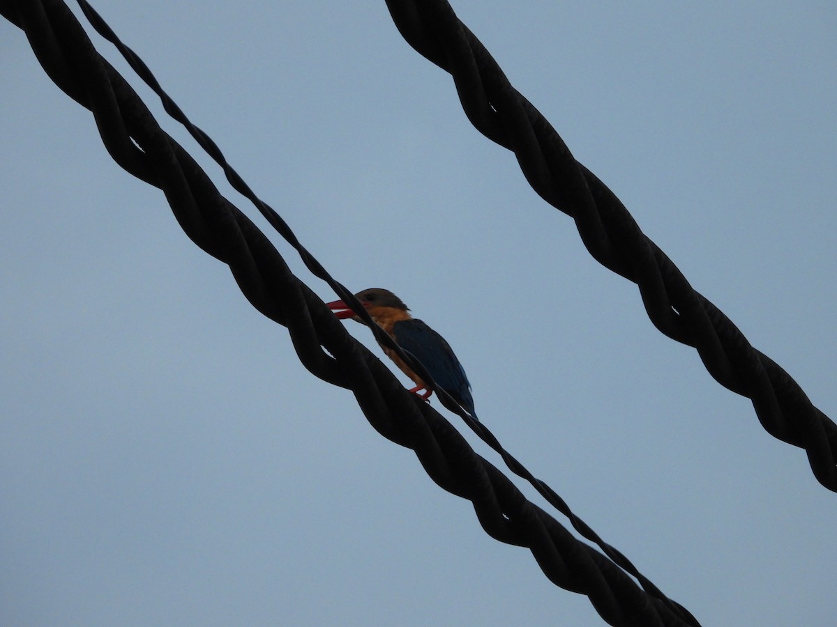 Stork-billed Kingfisher - ML646393255