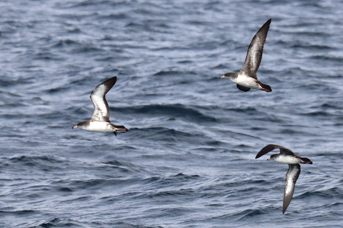 Pink-footed Shearwater - ML646393259